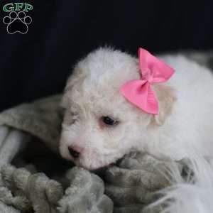 Brianna, Bichon Frise Puppy